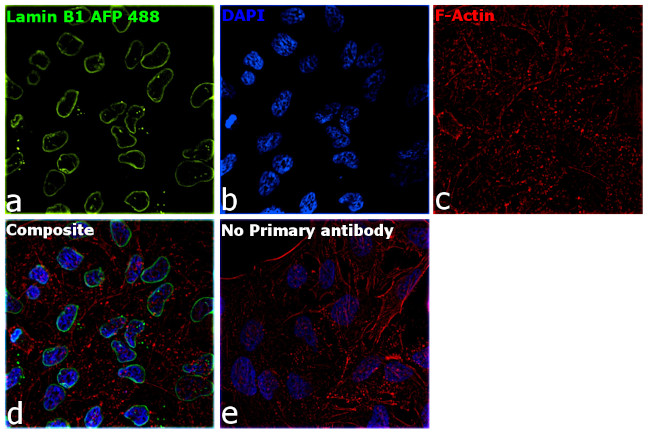 Lamin B1 Antibody in Immunocytochemistry (ICC/IF)