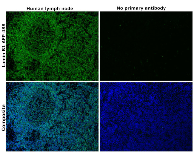 Lamin B1 Antibody in Immunohistochemistry (Paraffin) (IHC (P))