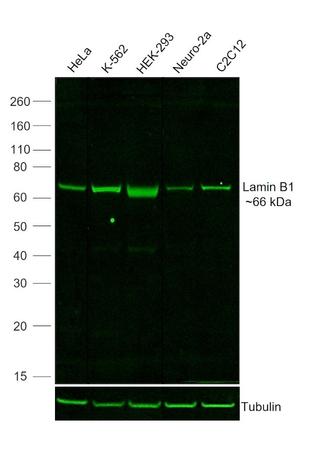 Lamin B1 Antibody in Western Blot (WB)