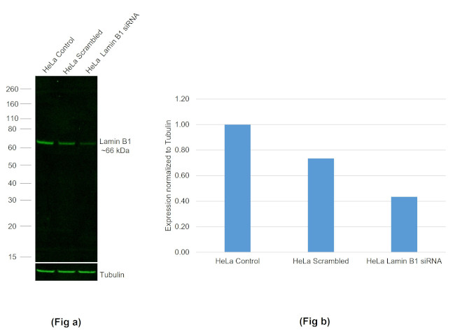 Lamin B1 Antibody