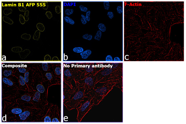 Lamin B1 Antibody in Immunocytochemistry (ICC/IF)