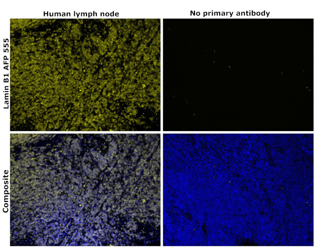 Lamin B1 Antibody in Immunohistochemistry (Paraffin) (IHC (P))