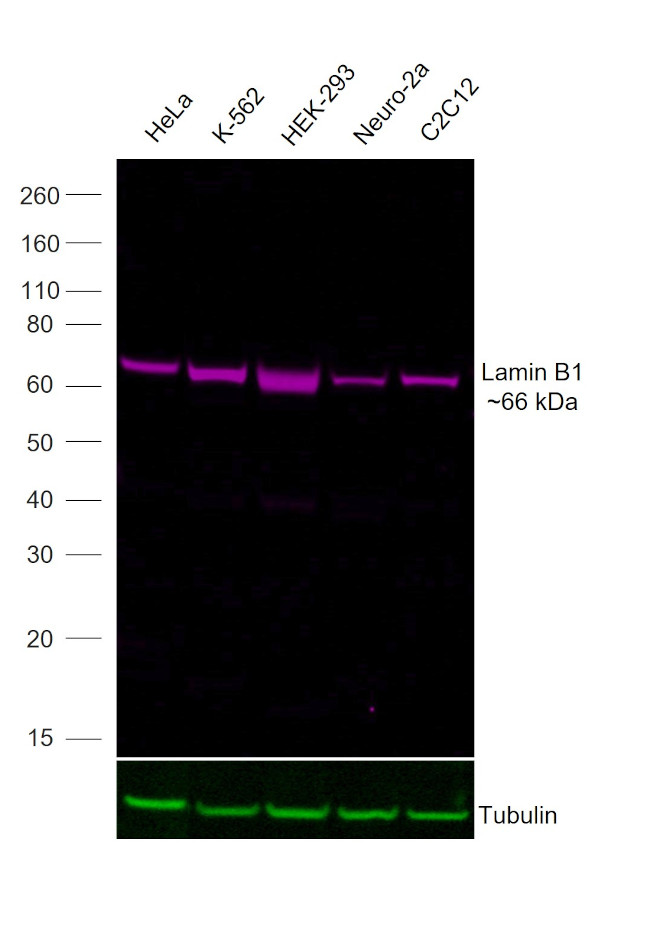 Lamin B1 Antibody in Western Blot (WB)