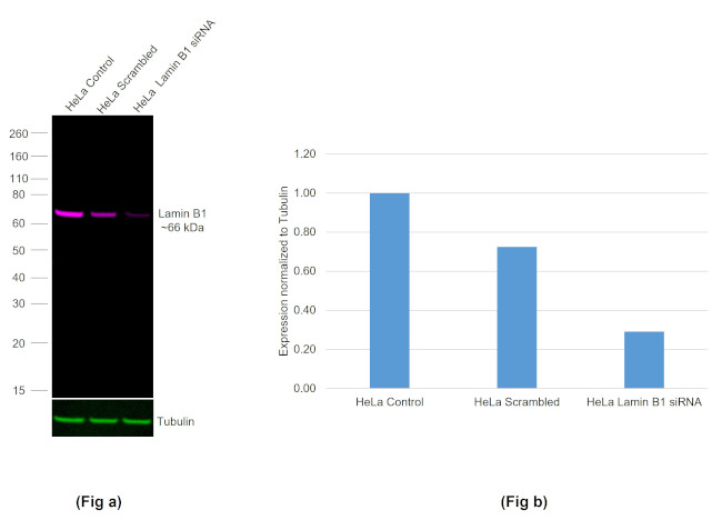 Lamin B1 Antibody