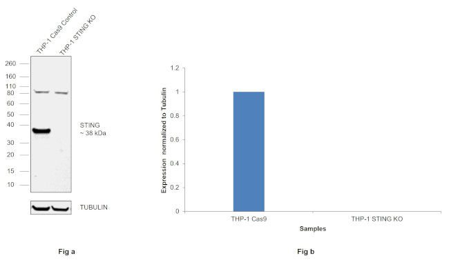 STING Antibody in Western Blot (WB)