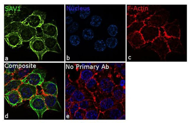 SAV1 Antibody in Immunocytochemistry (ICC/IF)