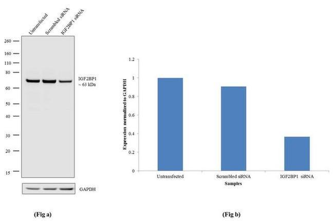 IGF2BP1 Antibody in Western Blot (WB)