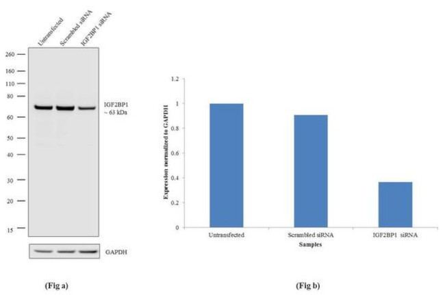 IGF2BP1 Antibody