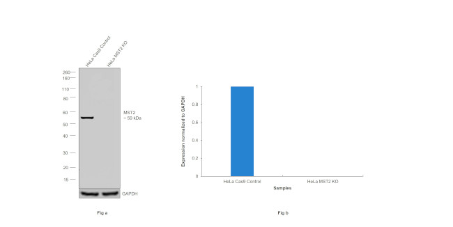 MST2 Antibody