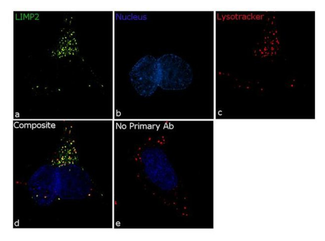 LIMP2 Antibody in Immunocytochemistry (ICC/IF)