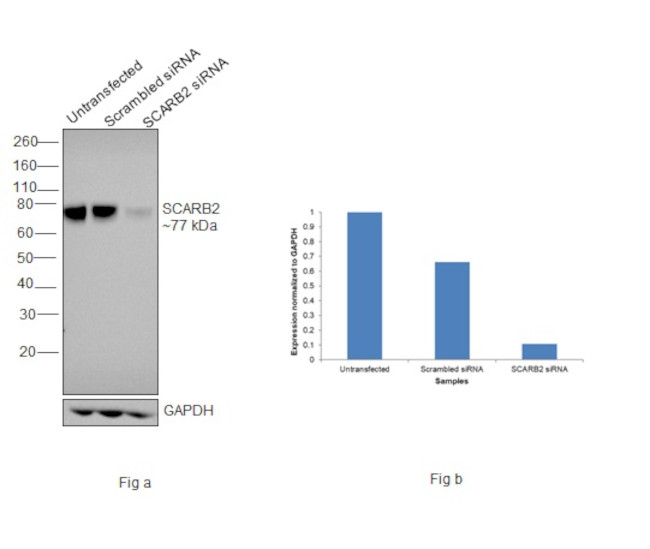 LIMP2 Antibody in Western Blot (WB)