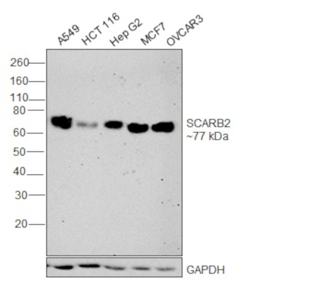 LIMP2 Antibody in Western Blot (WB)