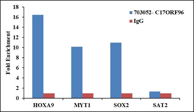 C17orf96 Antibody in ChIP Assay (ChIP)