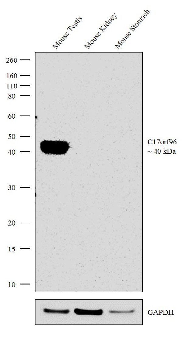 C17orf96 Antibody