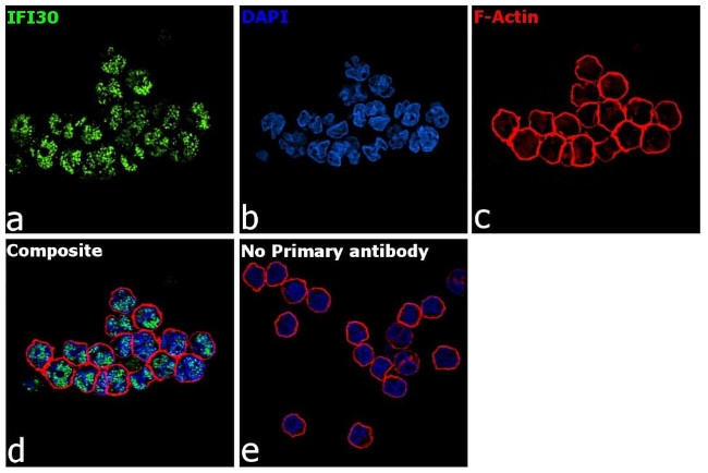 IFI30 (Precursor) Antibody in Immunocytochemistry (ICC/IF)