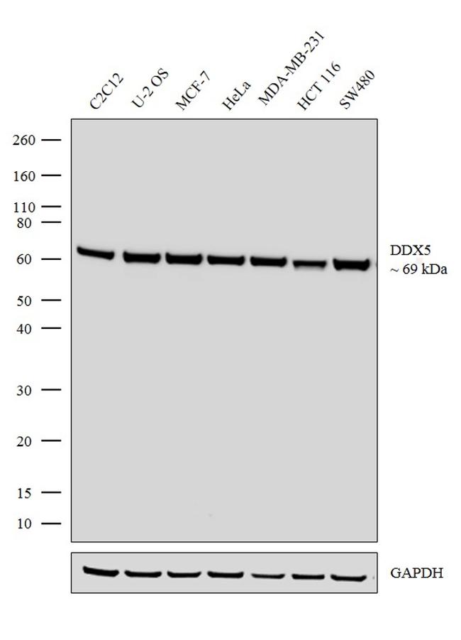 DDX5 Antibody in Western Blot (WB)