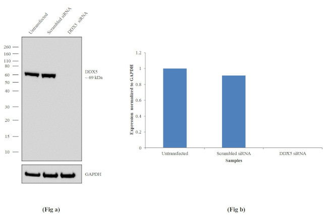 DDX5 Antibody