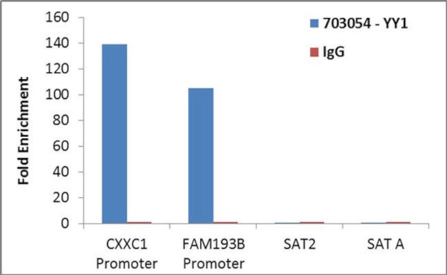 YY1 Antibody in ChIP Assay (ChIP)