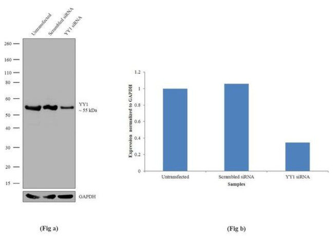 YY1 Antibody