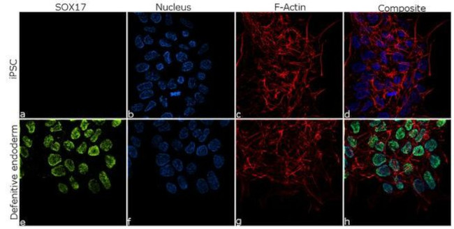 SOX17 Antibody in Immunocytochemistry (ICC/IF)