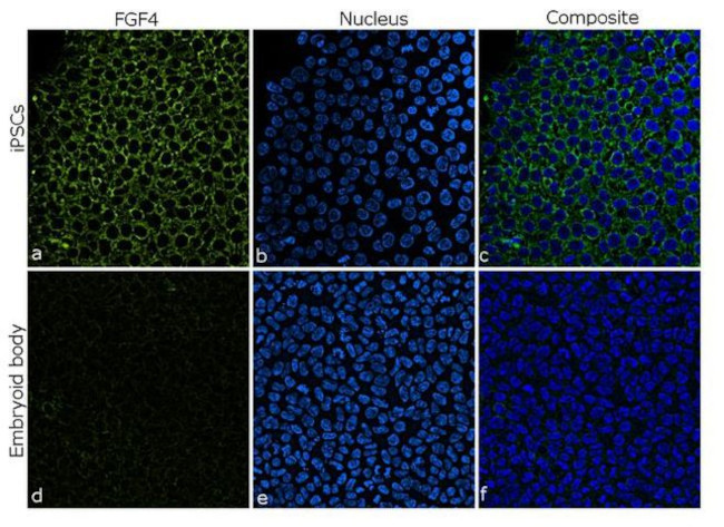 FGF4 Antibody in Immunocytochemistry (ICC/IF)