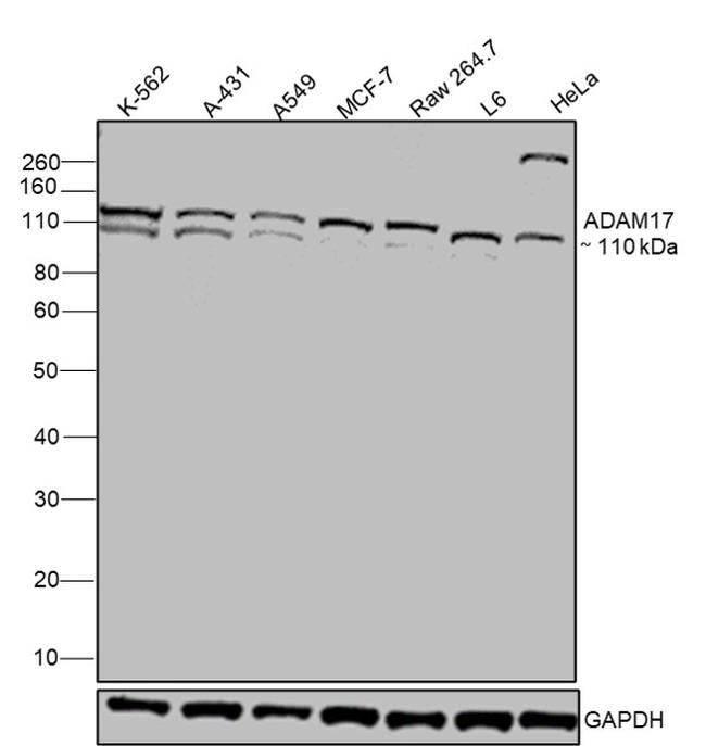 ADAM17 Antibody in Western Blot (WB)