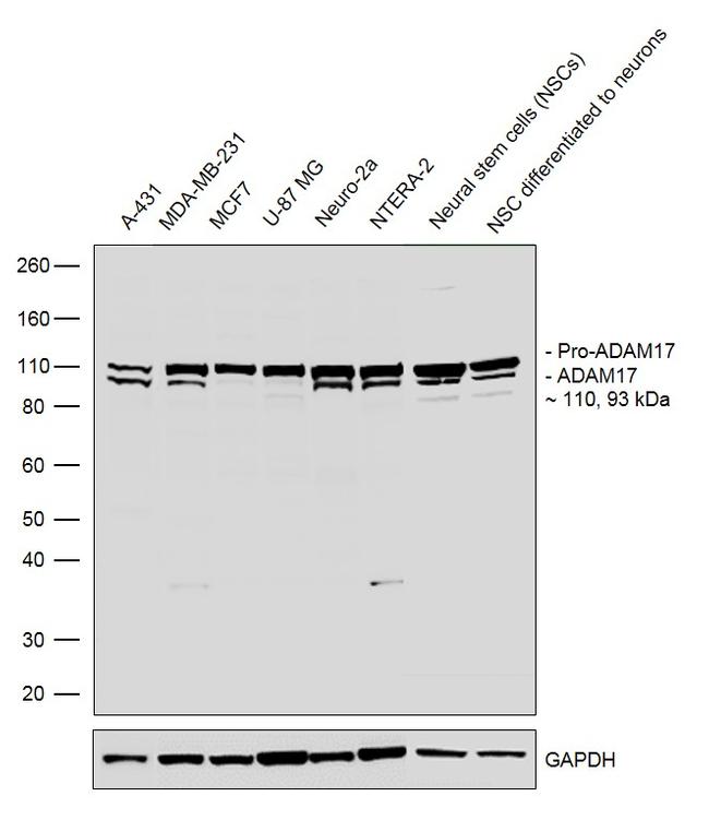 ADAM17 Antibody in Western Blot (WB)