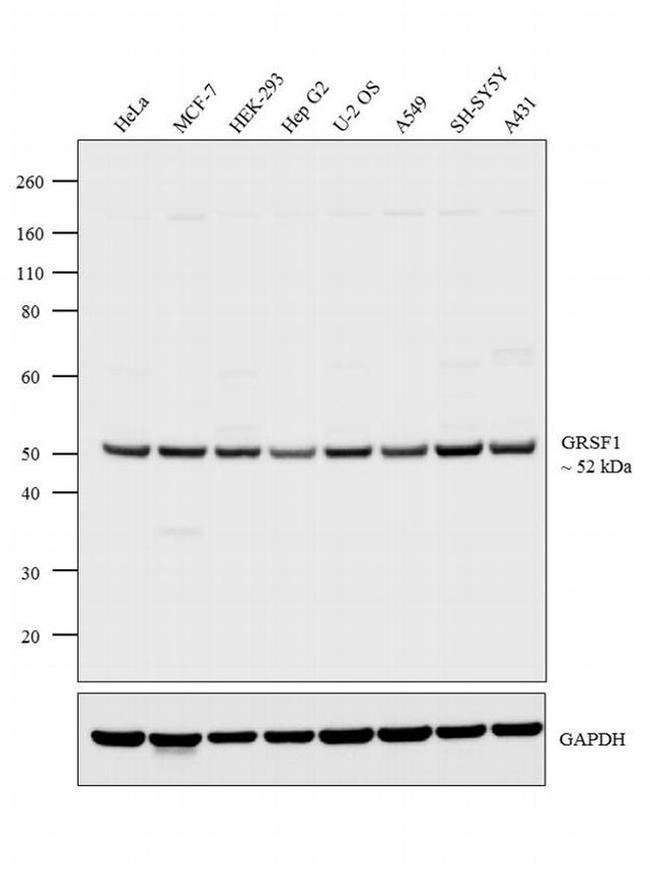 GRSF1 Antibody in Western Blot (WB)