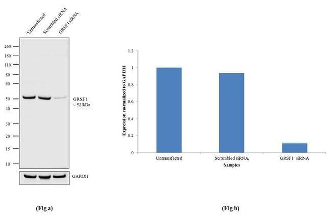 GRSF1 Antibody in Western Blot (WB)