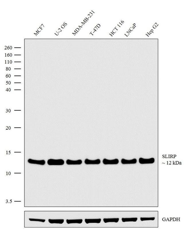 SLIRP Antibody in Western Blot (WB)