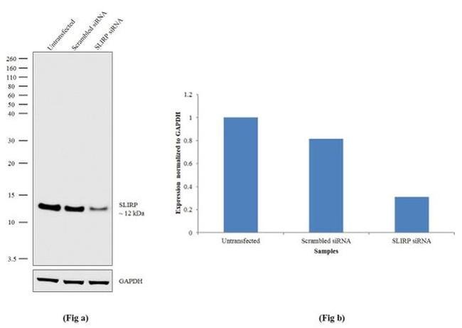 SLIRP Antibody in Western Blot (WB)