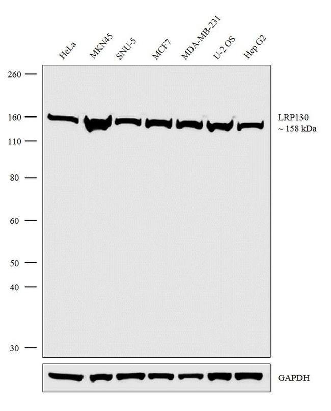 LRP130 Antibody in Western Blot (WB)