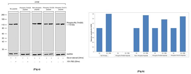 Phospho-Rb (Thr826) Antibody in Western Blot (WB)