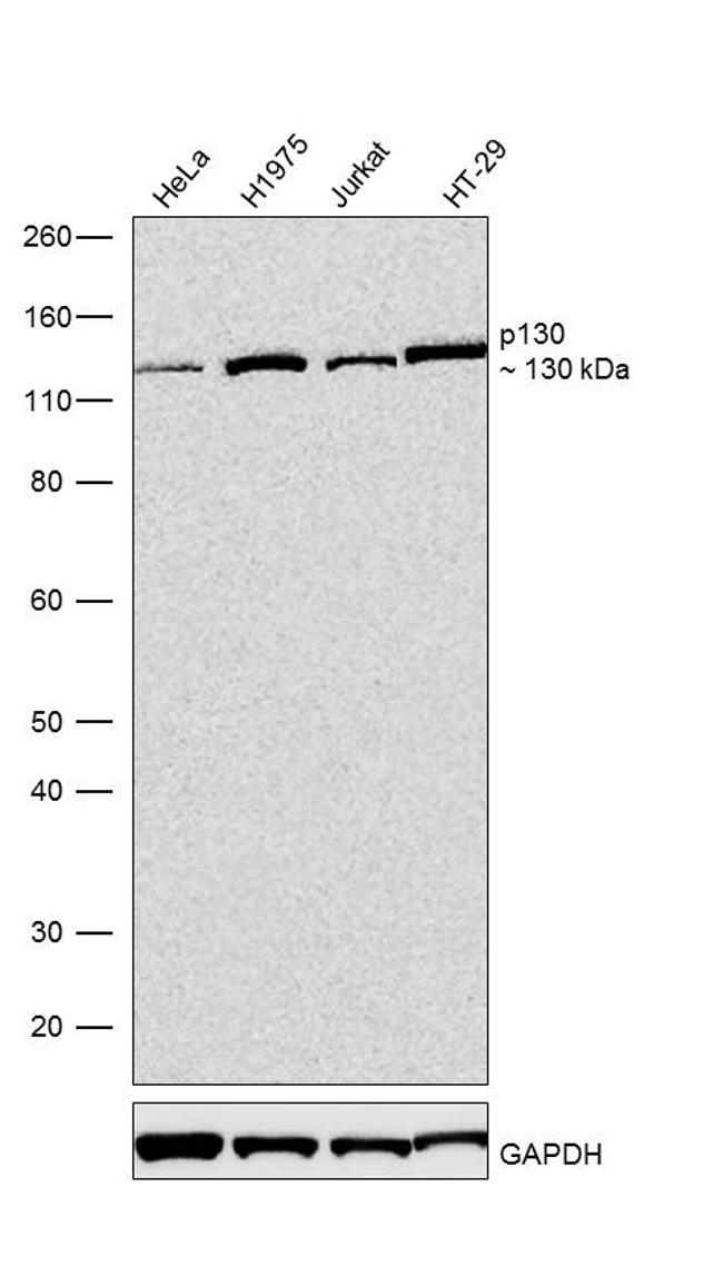 p130 Antibody in Western Blot (WB)