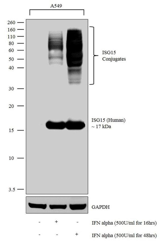 ISG15 Antibody in Western Blot (WB)