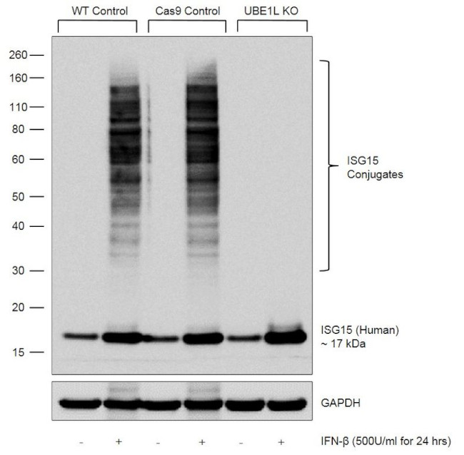 ISG15 Antibody