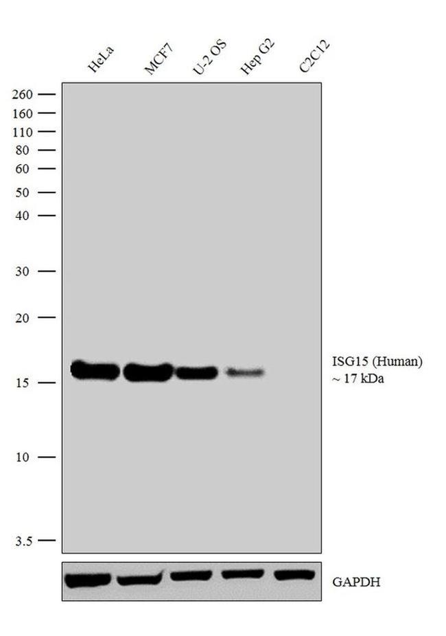 ISG15 Antibody in Western Blot (WB)