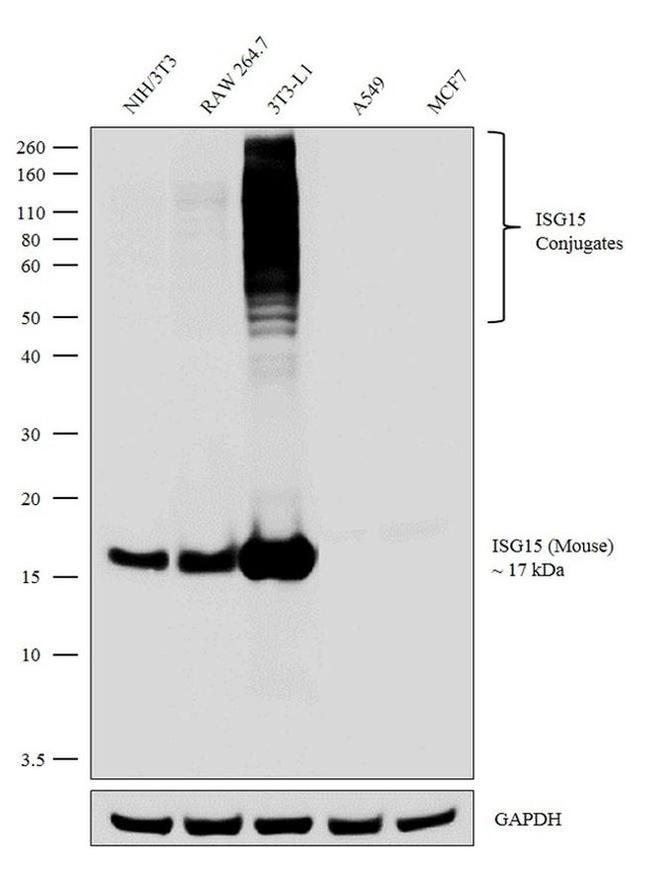 ISG15 Antibody in Western Blot (WB)