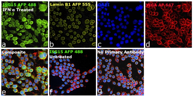 ISG15 Antibody in Immunocytochemistry (ICC/IF)