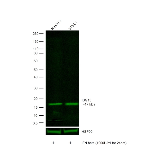 ISG15 Antibody in Western Blot (WB)