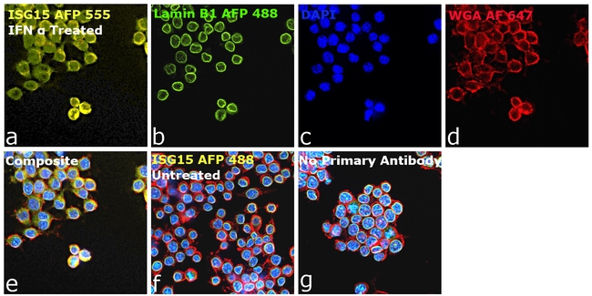 ISG15 Antibody in Immunocytochemistry (ICC/IF)