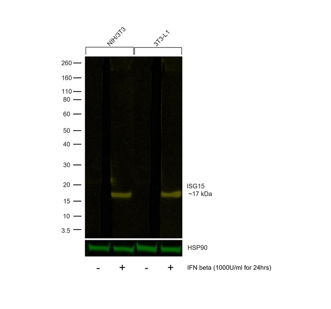 ISG15 Antibody in Western Blot (WB)