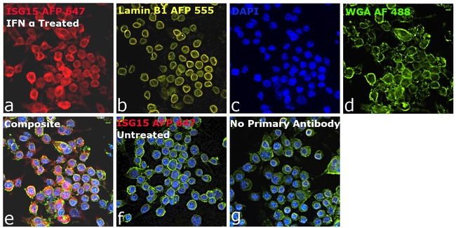 ISG15 Antibody