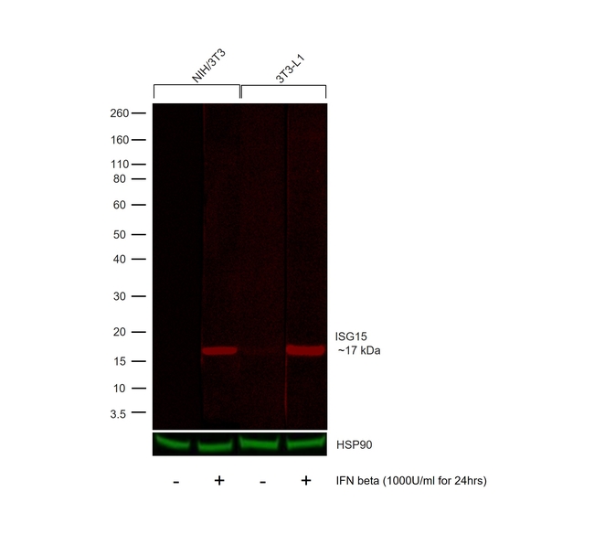 ISG15 Antibody in Western Blot (WB)