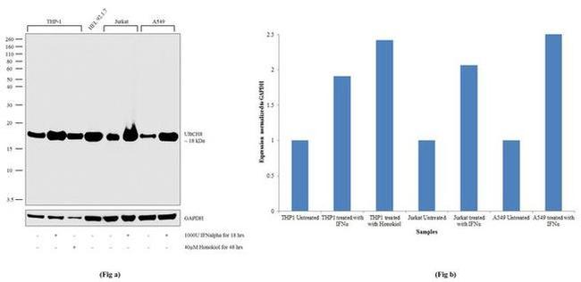 UBE2L6 Antibody in Western Blot (WB)