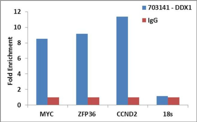 DDX1 Antibody