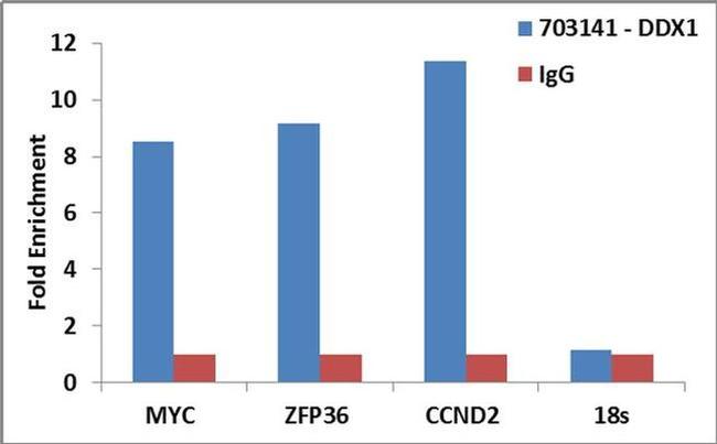 DDX1 Antibody in RNA Immunoprecipitation (RIP)