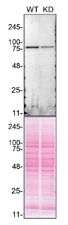 DDX1 Antibody