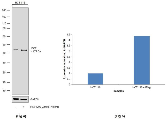 IDO2 Antibody