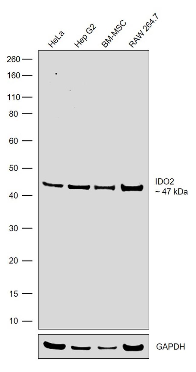 IDO2 Antibody in Western Blot (WB)